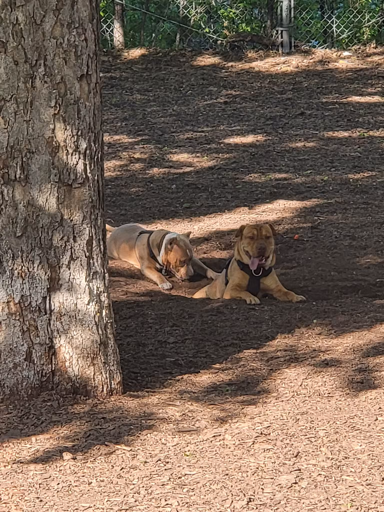 Park #536 - Chicago, IL