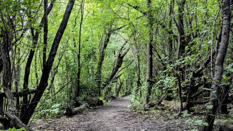 Park No. 538 - Chicago, IL