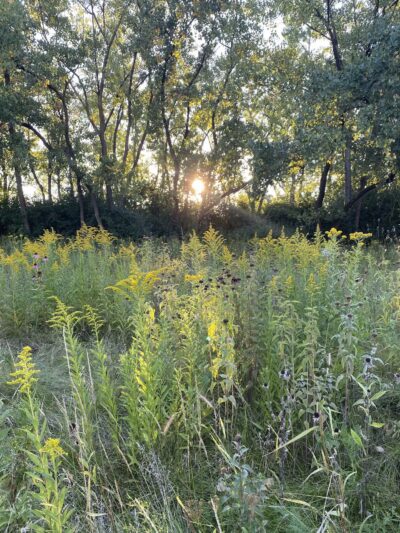 Park No. 538 - Chicago, IL