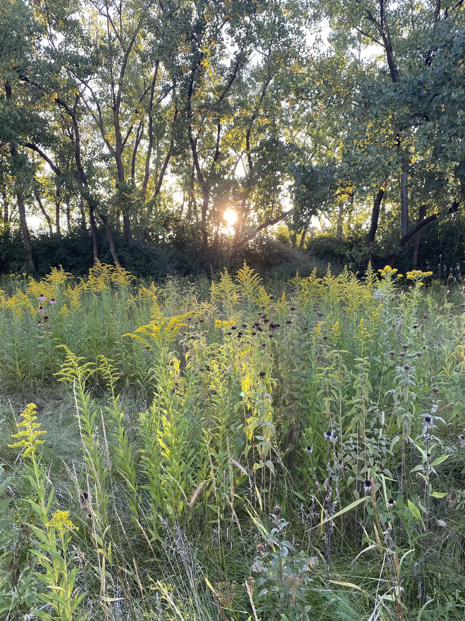 Park No. 538 - Chicago, IL