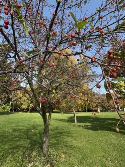 Prospect Gardens Park - Chicago, IL