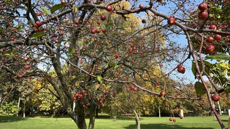 Prospect Gardens Park - Chicago, IL