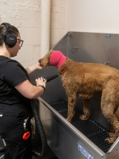Pup Social - Chicago, IL