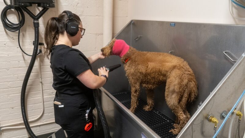 Pup Social - Chicago, IL