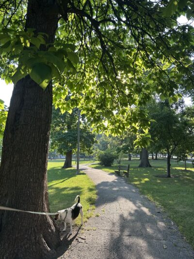 Roberts (David) Square Park - Chicago, IL