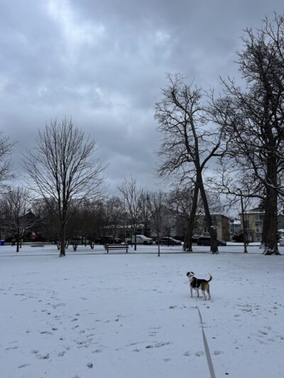 Roberts (David) Square Park - Chicago, IL