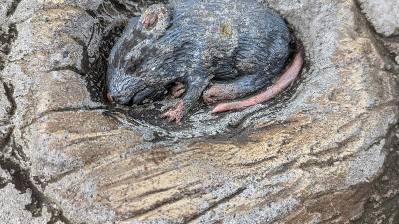 Spruce Park syb drexside - Chicago, IL