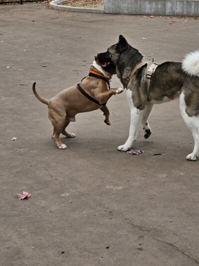 Spruce Park syb drexside - Chicago, IL