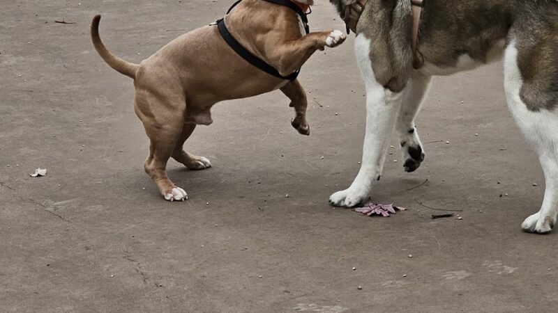 Spruce Park syb drexside - Chicago, IL