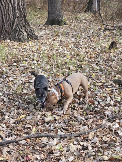 Spruce Park syb drexside - Chicago, IL