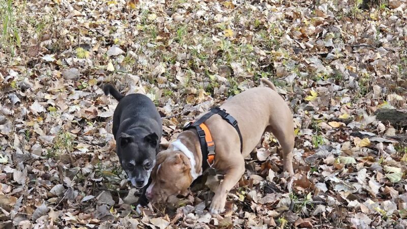 Spruce Park syb drexside - Chicago, IL