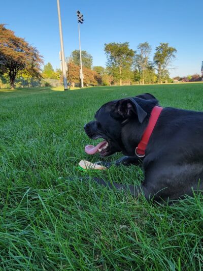 Tarkington Park - Chicago, IL