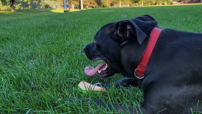 Tarkington Park - Chicago, IL