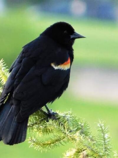 Tarkington Park - Chicago, IL