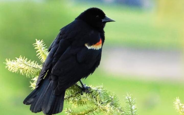 Tarkington Park - Chicago, IL