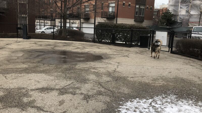 University Village Dog Park - Chicago, IL