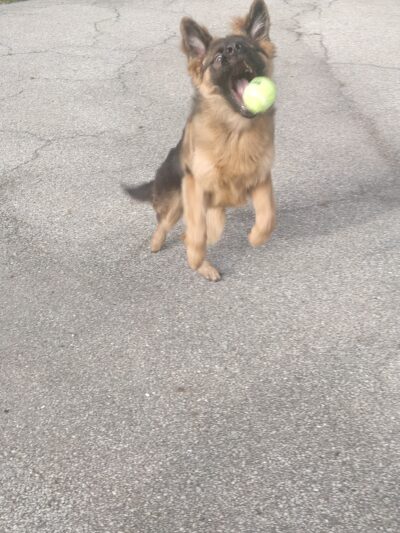 University Village Dog Park - Chicago, IL