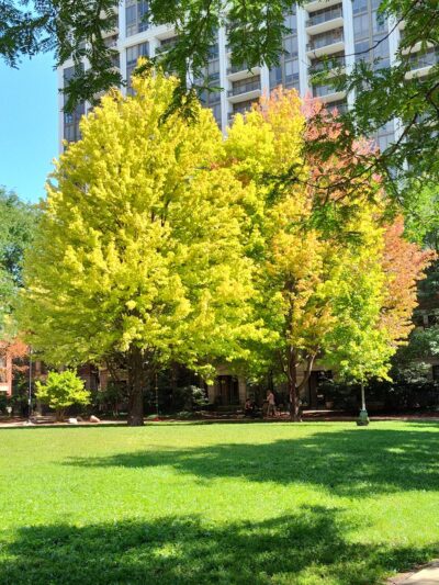 Webster (Daniel) Park - Chicago, IL