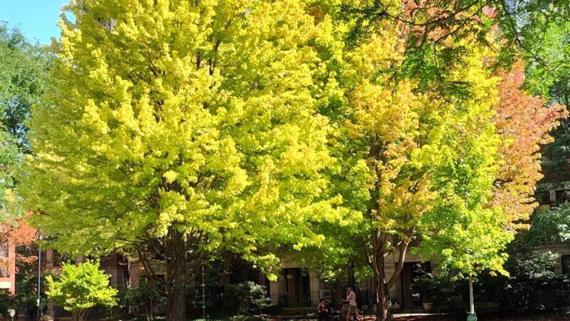 Webster (Daniel) Park - Chicago, IL