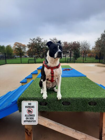 Wentworth Park Dog Friendly Area - Chicago, IL
