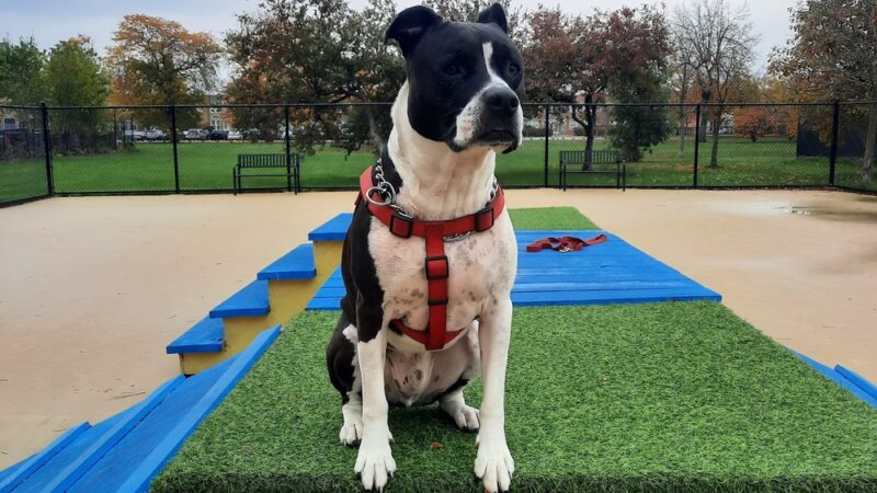 Wentworth Park Dog Friendly Area - Chicago, IL