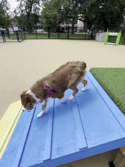 Wentworth Park Dog Friendly Area - Chicago, IL