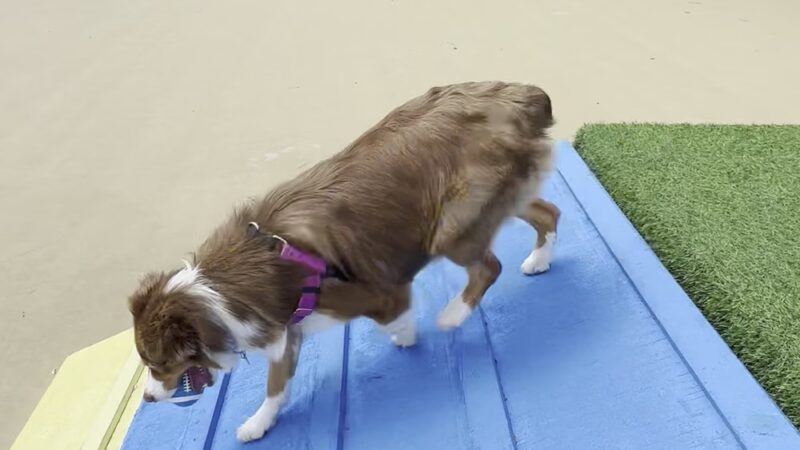 Wentworth Park Dog Friendly Area - Chicago, IL