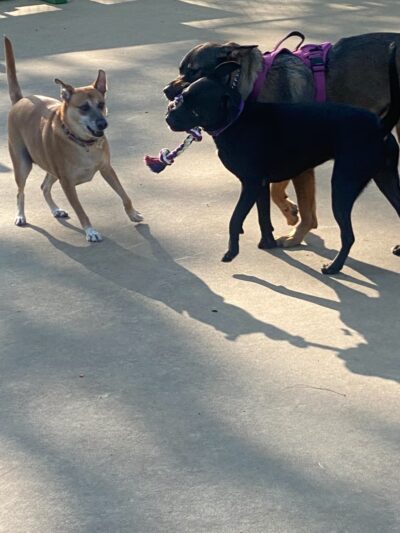 Wentworth Park Dog Friendly Area - Chicago, IL