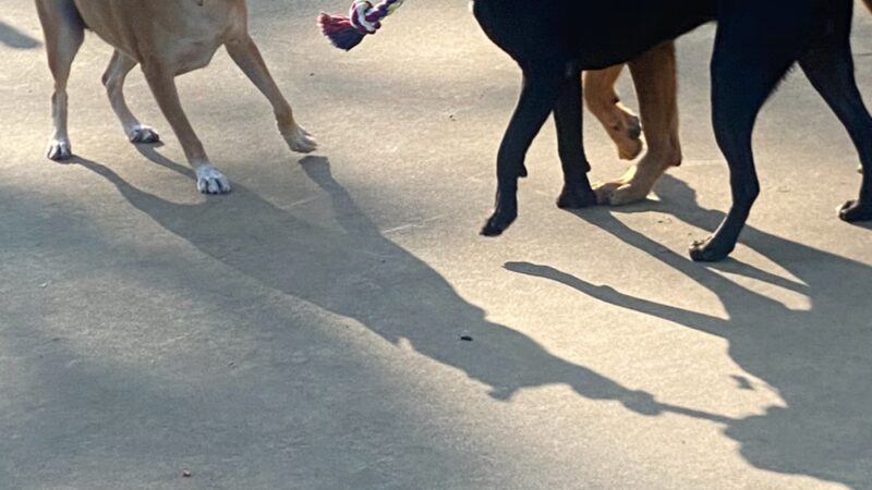 Wentworth Park Dog Friendly Area - Chicago, IL