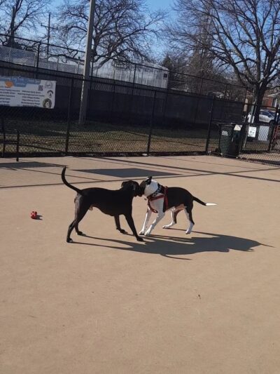Wentworth Park Dog Friendly Area - Chicago, IL