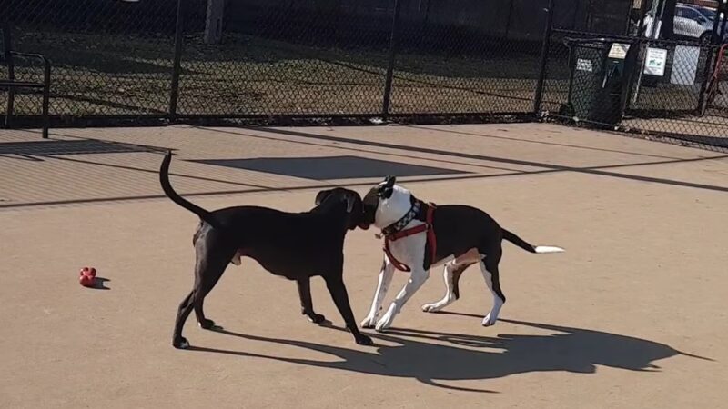 Wentworth Park Dog Friendly Area - Chicago, IL