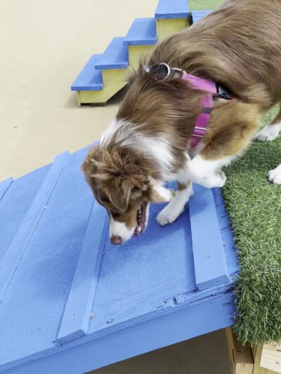 Wentworth Park Dog Friendly Area - Chicago, IL