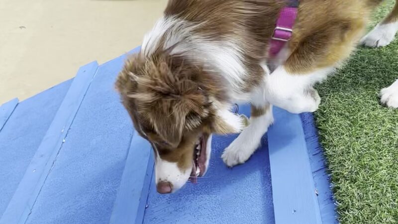 Wentworth Park Dog Friendly Area - Chicago, IL