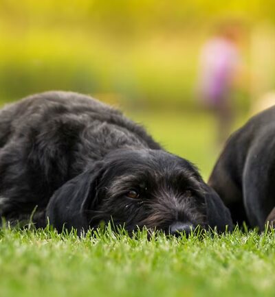 Darbster Doggy - Chichester, NH