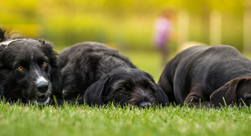 Darbster Doggy - Chichester, NH