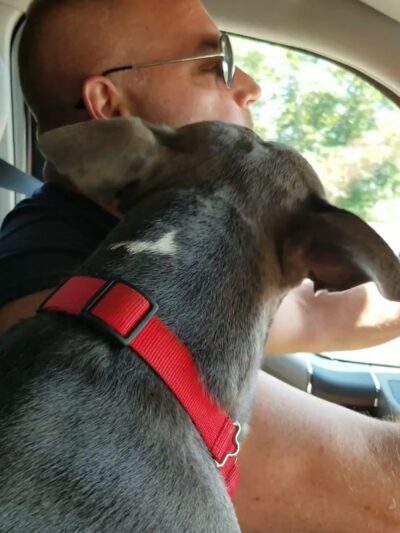 Darbster Doggy - Chichester, NH