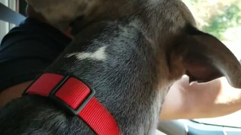 Darbster Doggy - Chichester, NH