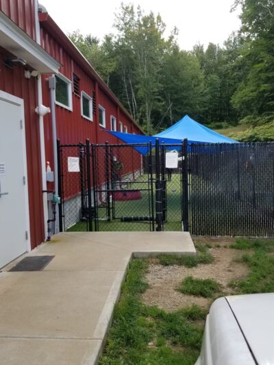 Darbster Doggy - Chichester, NH