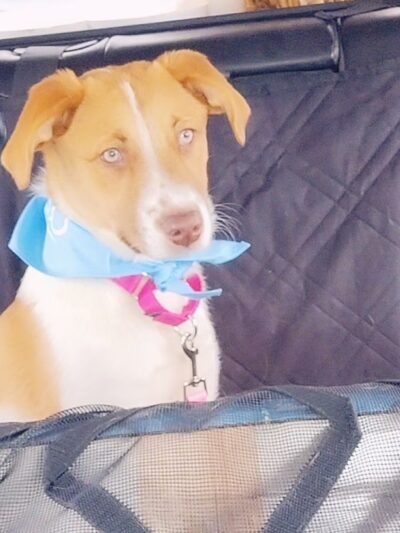 Darbster Doggy - Chichester, NH