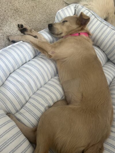 Darbster Doggy - Chichester, NH