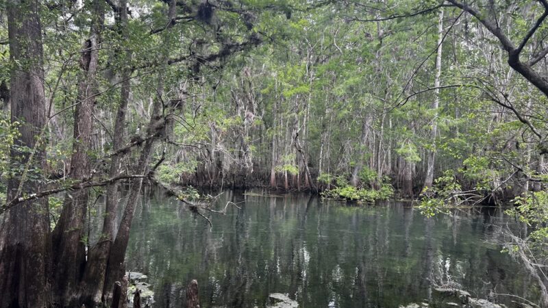 Trail Head Manatee Springs - Chiefland, FL