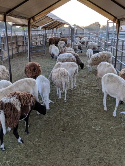 Diamond Dog - Chino, CA