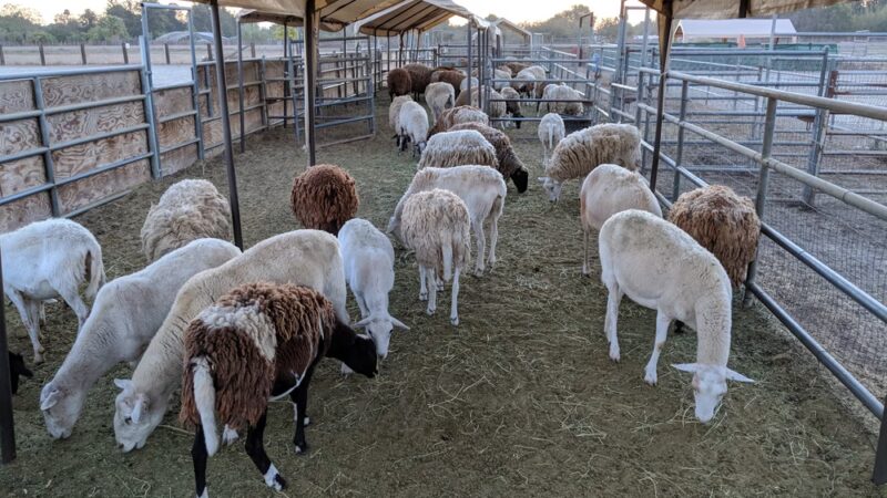 Diamond Dog - Chino, CA