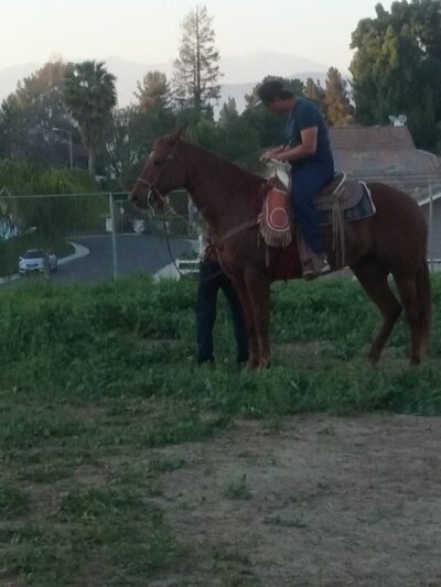 Diamond Dog - Chino, CA