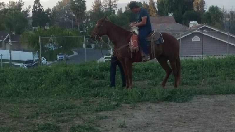 Diamond Dog - Chino, CA
