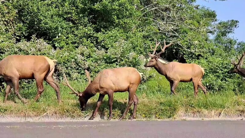 Chinook County Park - Chinook, WA