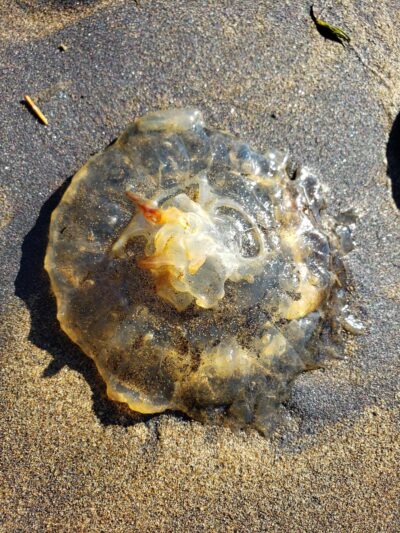 Chinook County Park - Chinook, WA