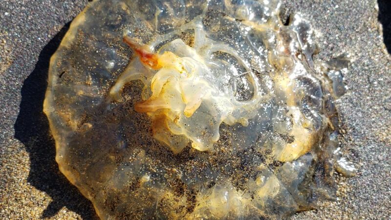 Chinook County Park - Chinook, WA