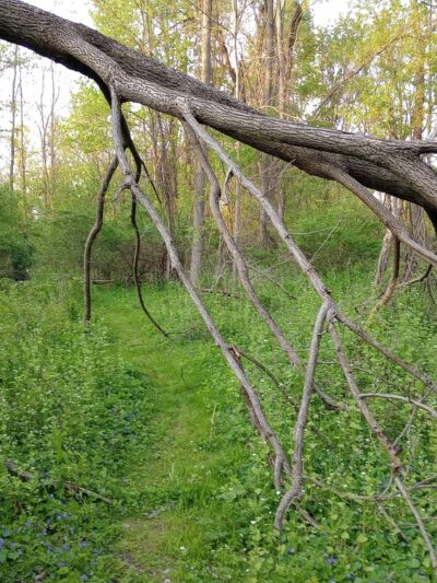 Chittenango Creek Walk - Chittenango, NY