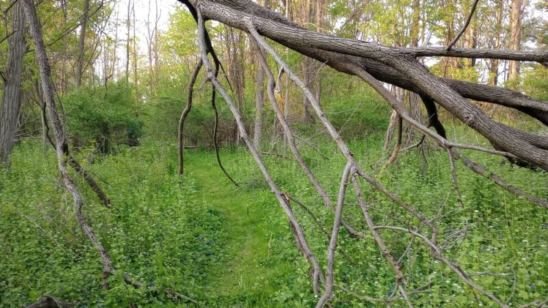 Chittenango Creek Walk - Chittenango, NY